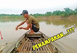 Cara Mancing Ikan Patin Liar Di Sungai