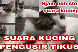 Suara Pengusir Tikus Tanpa Iklan